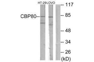 Western blot analysis of extracts from HT-29 cells and LOVO cells, using NCBP1 antibody. (NCBP1 抗体  (N-Term))
