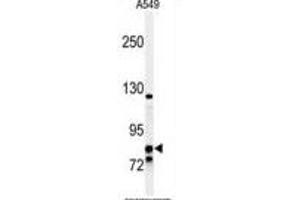 Western blot analysis of NR3C1 Antibody (C-term) (ABIN651060 and ABIN2840054) in A549 cell line lysates (35 μg/lane). (Glucocorticoid Receptor 抗体  (C-Term))