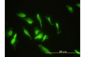 Immunofluorescence of monoclonal antibody to ZNF174 on HeLa cell. (ZNF174 抗体  (AA 1-234))