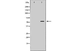 Western blot analysis of K562 whole cell lysates, using PVRL2 Antibody. (PVRL2 抗体  (Internal Region))