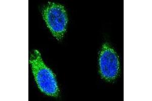 Confocal immunofluorescent analysis of RNH1 Antibody (C-term) (Cat#AP53697PU-N) with 293 cell followed by Alexa Fluor 488-conjugated goat anti-rabbit lgG (green). (RNH1 抗体  (C-Term))