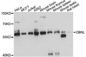 Western blot analysis of extracts of various cell lines, using DBNL antibody. (DBNL 抗体)