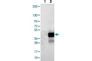 Western blot analysis of Lane 1: Negative control (vector only transfected HEK293T lysate). (Chromosome 1 Open Reading Frame 190 (C1orf190) 抗体)
