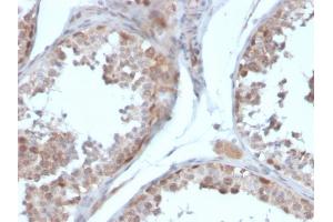 Formalin-fixed, paraffin-embedded human testis stained with Follistatin Mouse Monoclonal Antibody (FST/4281). (Follistatin 抗体)