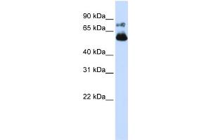 WB Suggested Anti-VISA Antibody Titration:  0. (MAVS 抗体  (N-Term))