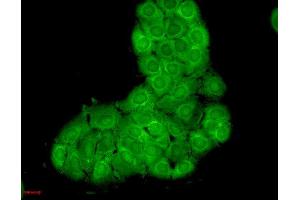 Immunofluorescence (fixed cells) (IF/ICC) image for anti-Heat Shock 70kDa Protein 8 (HSPA8) antibody (HRP) (ABIN2484323)