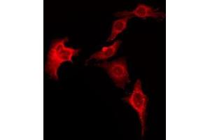ABIN6276042 staining LOVO by IF/ICC. (HRH1 抗体  (Internal Region))