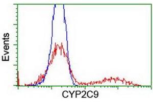 Image no. 3 for anti-Cytochrome P450, Family 2, Subfamily C, Polypeptide 9 (CYP2C9) antibody (ABIN1497725) (CYP2C9 抗体)