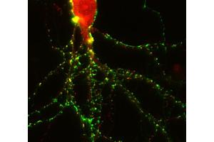 Immunostaining of a rat hippocampus neuron with anti-homer 3 (dilution 1 : 250; red) and anti-synapsin 1 (, dilution 1 : 500 green).