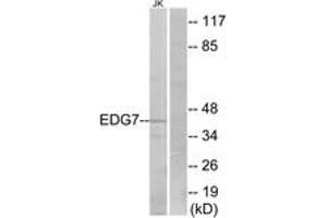 Western blot analysis of extracts from Jurkat cells, using EDG7 Antibody. (LPAR3 抗体  (AA 111-160))