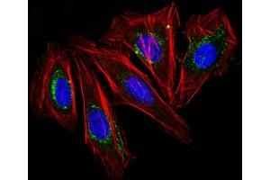 IF staining of HeLa cells using CF488 labeled CD63 Monoclonal Antibody (NKI/C3) (Green).