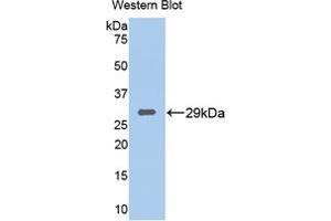 Figure. (TPSB2 抗体  (Biotin))