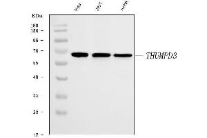 Western blot analysis of THUMPD3 using anti-THUMPD3 antibody (ABIN7599445).