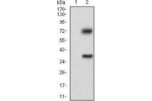 Western blot analysis using TUBE1 mAb against HEK293 (1) and TUBE1 (AA: 314-472)-hIgGFc transfected HEK293 (2) cell lysate. (TUBE1 抗体  (AA 314-472))