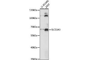 Western blot analysis of extracts of various cell lines, using SLC13 antibody (ABIN7270401) at 1:1000 dilution. (SLC13A3 抗体  (AA 160-240))