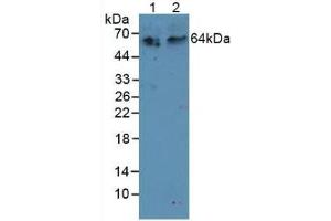 Figure. (TNFRSF11A 抗体  (AA 31-214))