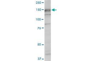 SRGAP1 monoclonal antibody (M07), clone 5D10. (SRGAP1 抗体  (AA 952-1050))