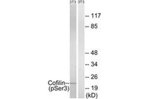 Western blot analysis of extracts from NIH-3T3 cells treated with paclitaxel 1uM 24hours, using Cofilin (Phospho-Ser3) Antibody. (Cofilin 抗体  (pSer3))
