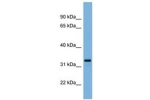 Image no. 1 for anti-Peroxisomal Biogenesis Factor 11 alpha (PEX11A) (AA 35-84) antibody (ABIN6744824) (PEX11A 抗体  (AA 35-84))