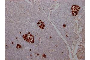 IHC image of ABIN7127574 diluted at 1:100 and staining in paraffin-embedded human pancreatic tissue performed on a Leica BondTM system. (Recombinant Insulin 抗体)