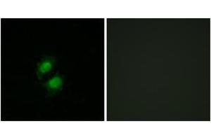 Immunofluorescence analysis of A549 cells, using ZNF95 Antibody. (ZNF95 抗体  (AA 291-340))