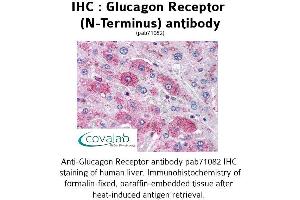Image no. 1 for anti-Glucagon Receptor (GCGR) (Extracellular Domain), (N-Term) antibody (ABIN1734753) (Glucagon Receptor 抗体  (Extracellular Domain, N-Term))