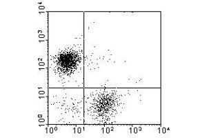 Image no. 1 for anti-Kyphoscoliosis Peptidase (KY) antibody (ABIN135460) (Kyphoscoliosis Peptidase 抗体)
