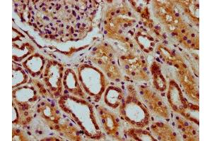 IHC image of ABIN7147685 diluted at 1:200 and staining in paraffin-embedded human kidney tissue performed on a Leica BondTM system. (MEAF6 抗体  (AA 113-174))