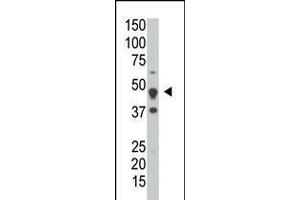 Antibody is used in Western blot to detect DUSP6 in HeLa cell lysate. (DUSP6 抗体  (AA 58-89))