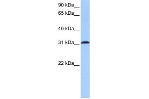 WB Suggested Anti-ATF1 Antibody Titration:  0. (AFT1 抗体  (Middle Region))