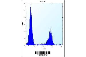 Flow cytometric analysis of Neuro-2a cells (right histogram) compared to a negative control cell (left histogram). (MAN2A2 抗体  (AA 767-796))
