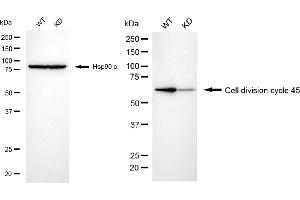 Western blotting analysis using cell division cycle 45 antibody (ABIN7798015). (Recombinant CDC45 抗体)