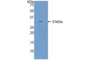 Western Blotting (WB) image for anti-Angiopoietin-Like 2 (ANGPTL2) (AA 267-493) antibody (ABIN7434344)
