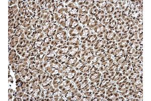 IHC-P Image Histone H1. (Histone H1.3 抗体  (Center))