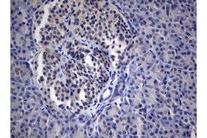 Image no. 1 for anti-Paternally Expressed 3 (PEG3) (AA 1-364) antibody (ABIN1490765) (PEG3 抗体  (AA 1-364))