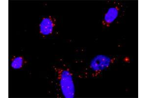 Proximity Ligation Analysis of protein-protein interactions between FGFR2 and FGF23. (FGF23 抗体  (AA 1-251))