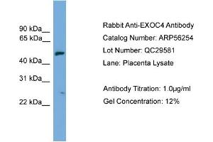 WB Suggested Anti-EXOC4  Antibody Titration: 0. (Sec8 抗体  (N-Term))
