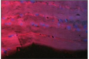 Immunofluorescence image of Thymosin 134 staining in paraffn section of hu- man heart. (TMSB4X 抗体  (AA 1-11))