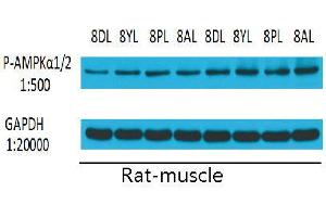 Western Blot (WB) analysis: Please contact us for more details. (PRKAA1/PRKAA2 抗体  (pThr172, pThr183))