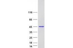Western Blotting (WB) image for Chromosome 3 Open Reading Frame 37 (C3ORF37) (Transcript Variant 2) protein (Myc-DYKDDDDK Tag) (ABIN2718601)