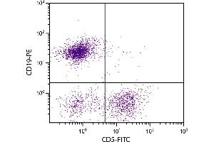 BALB/c mouse splenocytes were stained with Rat Anti-Mouse CD5-FITC. (CD5 抗体  (FITC))