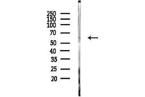 Western blot analysis of lysates from PC12 cells, using SLC24 Antibody at 1/1000 dilution.