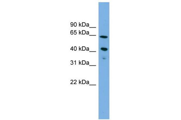 ATP8B2 抗体  (N-Term)