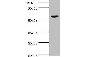 Western blot All lanes: KMO antibody at 10 μg/mL + Mouse heart tissue Secondary Goat polyclonal to rabbit IgG at 1/10000 dilution Predicted band size: 56, 55, 52 kDa Observed band size: 56 kDa (KMO 抗体  (AA 1-260))