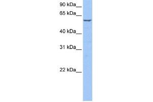 WB Suggested Anti-STK39 Antibody Titration: 0. (STK39 抗体  (C-Term))