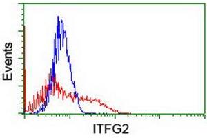 HEK293T cells transfected with either RC200818 overexpress plasmid (Red) or empty vector control plasmid (Blue) were immunostained by anti-ITFG2 antibody (ABIN2454677), and then analyzed by flow cytometry. (ITFG2 抗体)