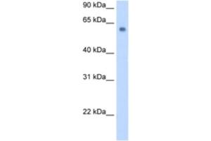 Western Blotting (WB) image for anti-Solute Carrier Family 1 (Glutamate/Neutral Amino Acid Transporter), Member 4 (SLC1A4) antibody (ABIN2462738) (SLC1A4 抗体)