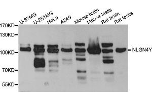 Western blot analysis of extracts of various cell lines, using NLGN4Y antibody (ABIN5972567) at 1/1000 dilution. (Neuroligin Y 抗体)