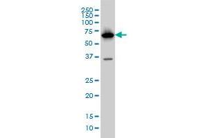 PCK1 monoclonal antibody (M01), clone 3E4 Western Blot analysis of PCK1 expression in HepG2 . (PCK1 抗体  (AA 1-622))