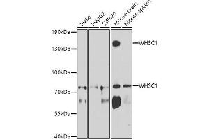 Western blot analysis of extracts of various cell lines, using WHSC1 antibody (ABIN6128925, ABIN6150213, ABIN6150214 and ABIN6223939) at 1:1000 dilution. (WHSC1 抗体  (AA 1-240))